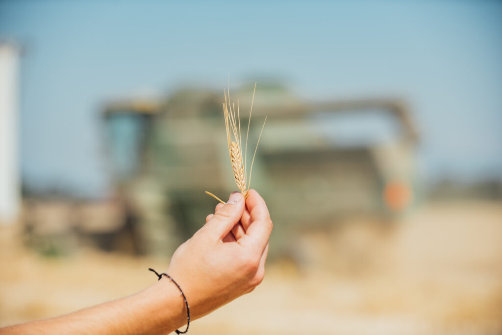 Skagit Valley Malting_barley stem