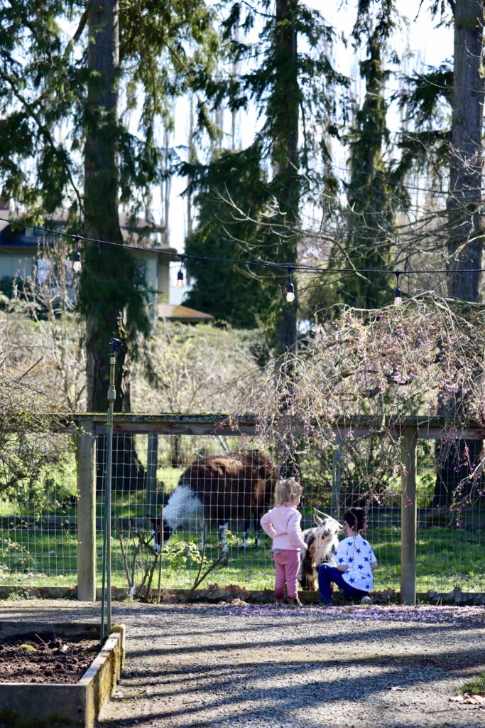 Children petting goats at Christian's Nursery in the Skagit Valley, Washington