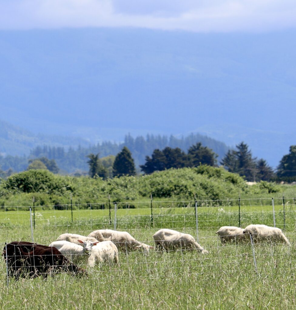 Harmony Fields_Sheep Grazing
