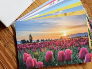 Tulip cards or postcards photography by Nancy Crowell