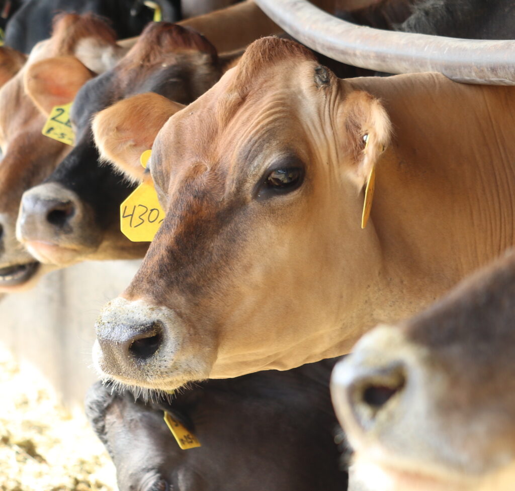 Jersey Cow looks on at Golden Glen Creamery