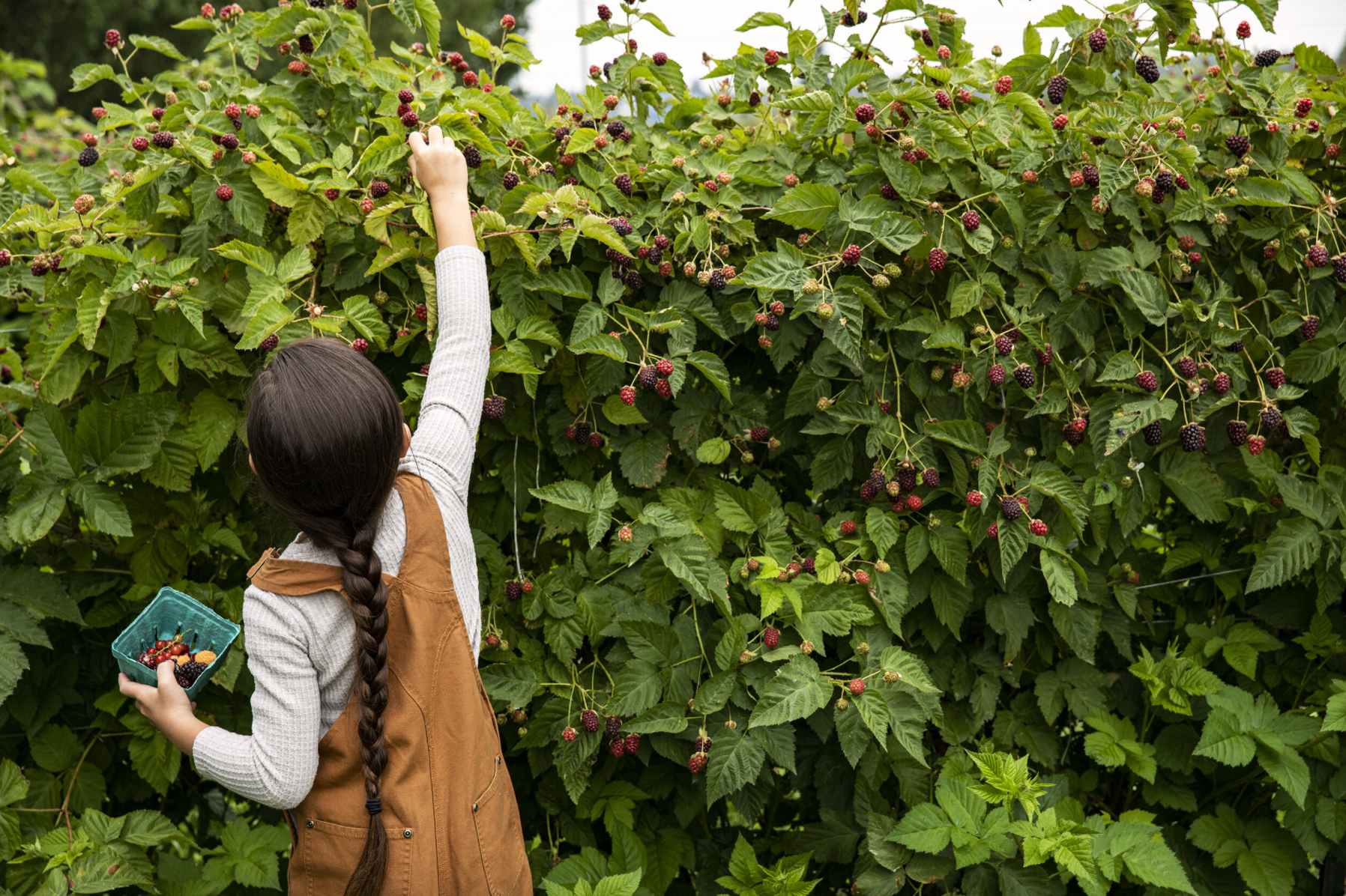 Picking raspberries in the Skagit Valley_Photo: Charity Burggraaf