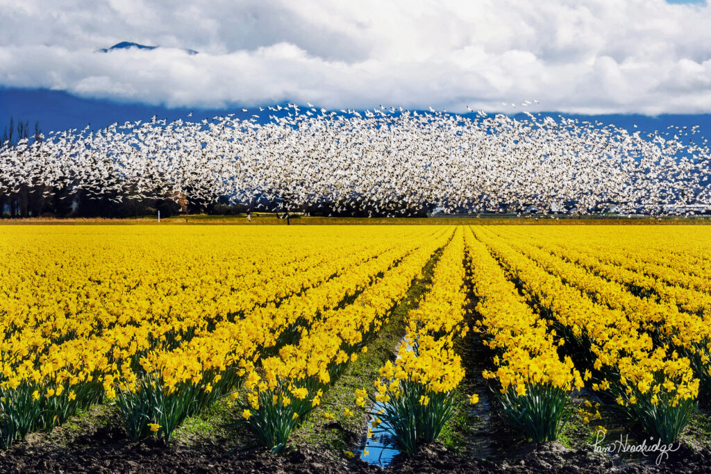 Daffodils and Snow Geese in the Skagit Valley Washington