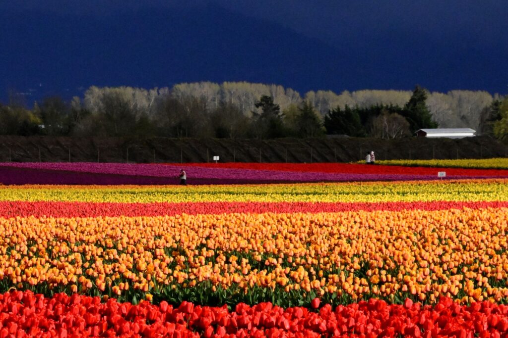 Skagit Valley Tulip Festival fields