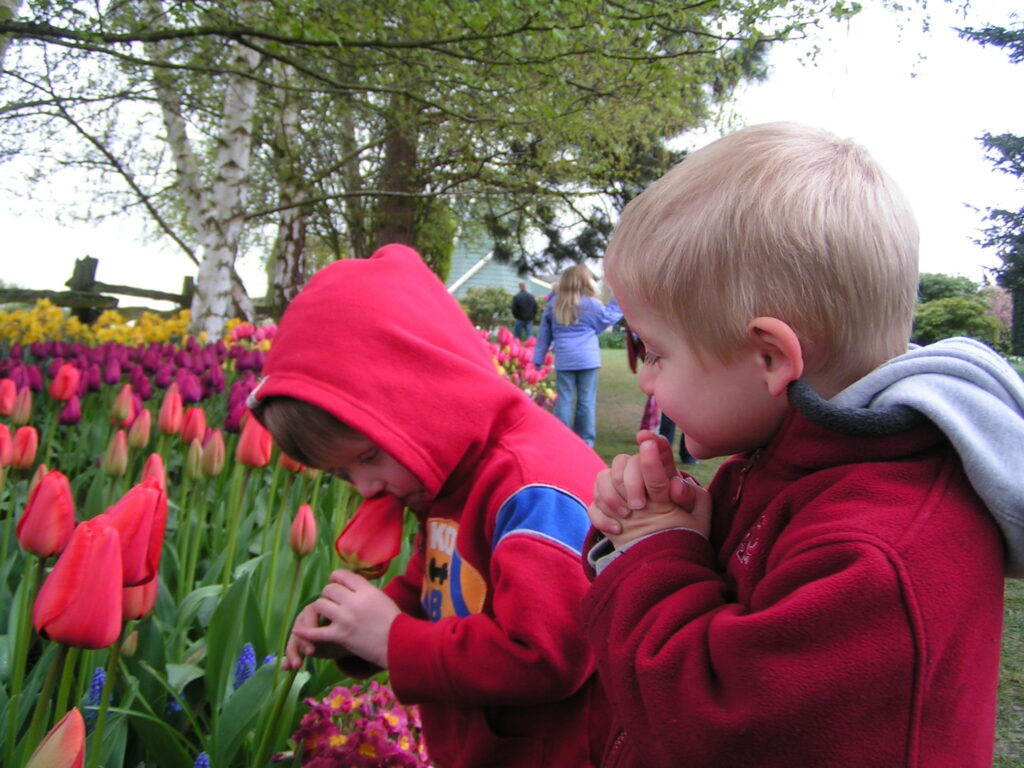 Children smelling the flowers during the Skagit Valley Tulip Festival