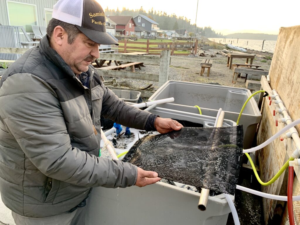 Gerardo Rodarte, owner Samish Gold Seafoods of Bow, Washington inspecting baby oysters