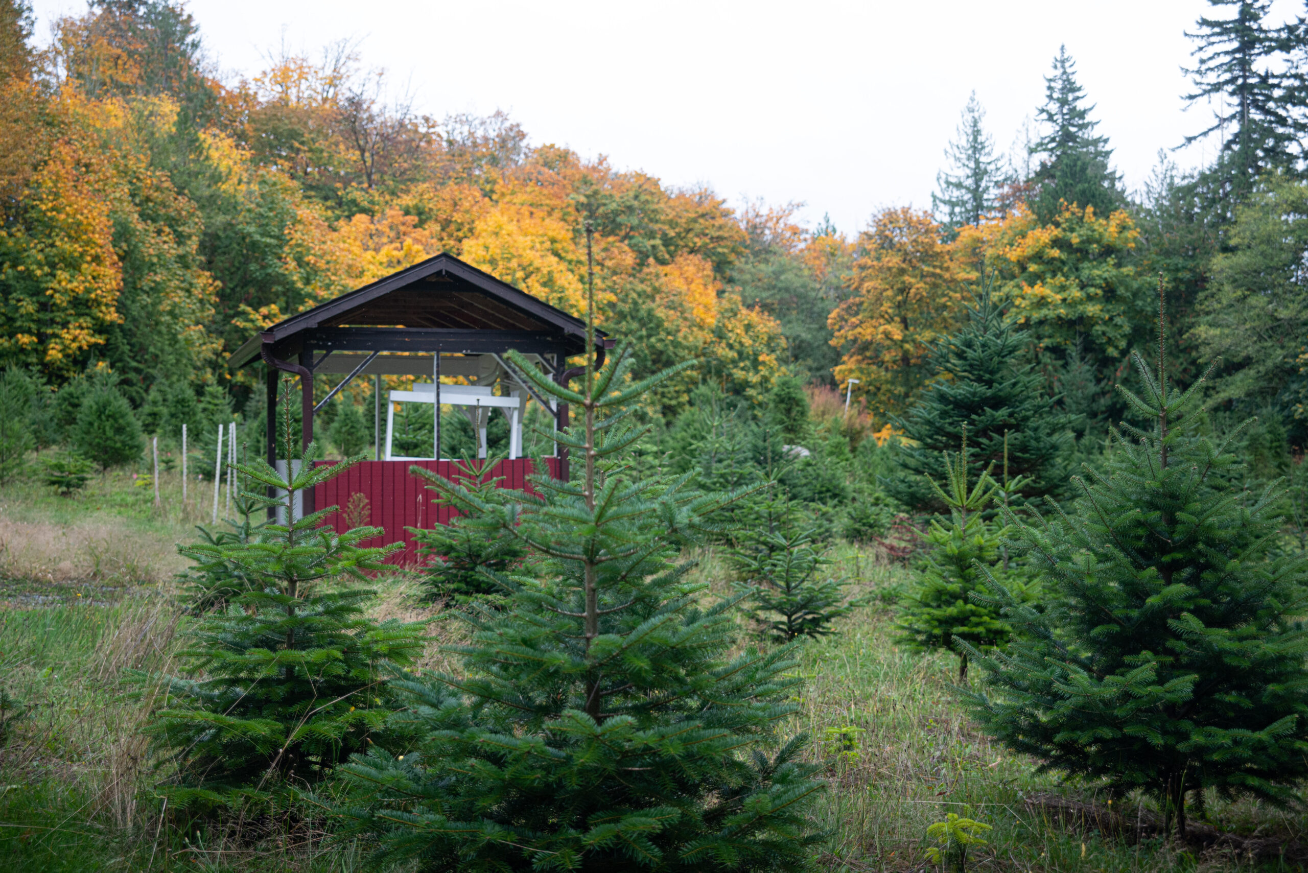 Christmas tree farm, Skagit Valley