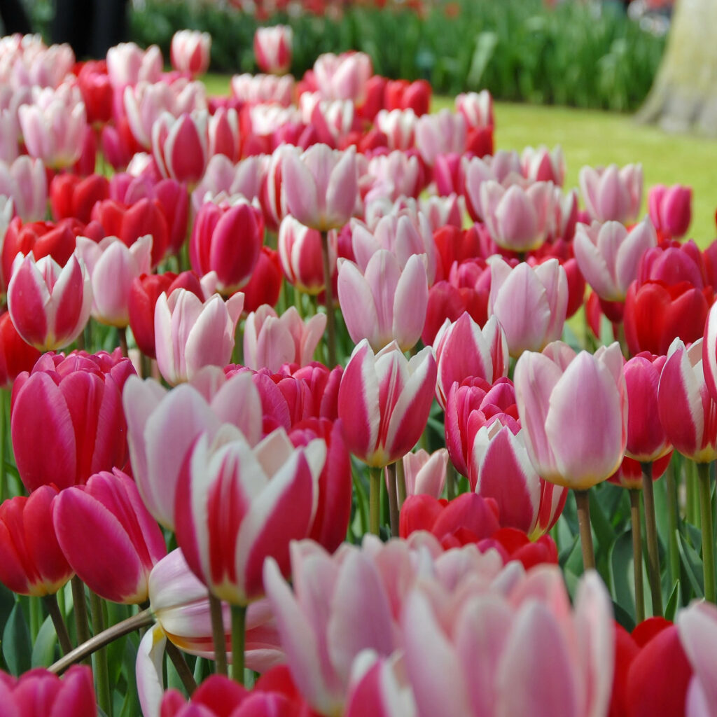 Tulip Town Shares the Sunshine: Spring-Blooming Bulbs Now Available ...