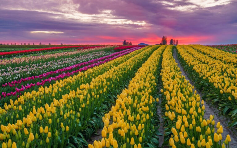 Tulip Town Shares the Sunshine: Spring-Blooming Bulbs Now Available!