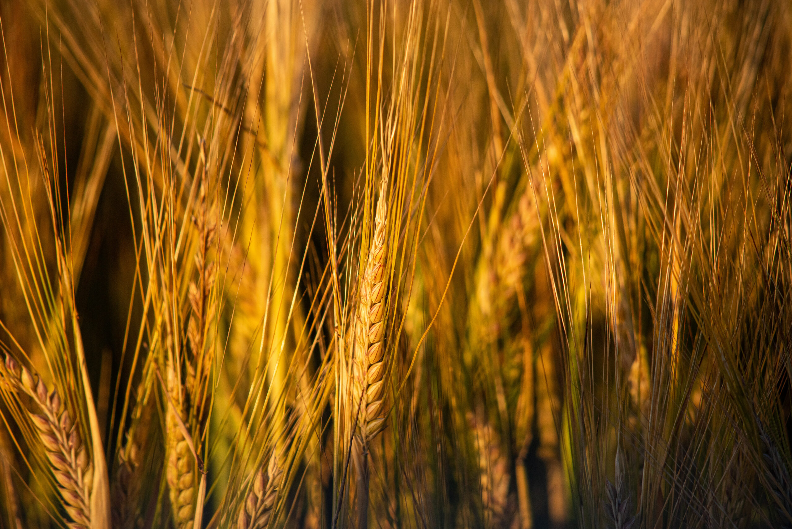 Skagit Grown Barley by Cedarbrook Studio