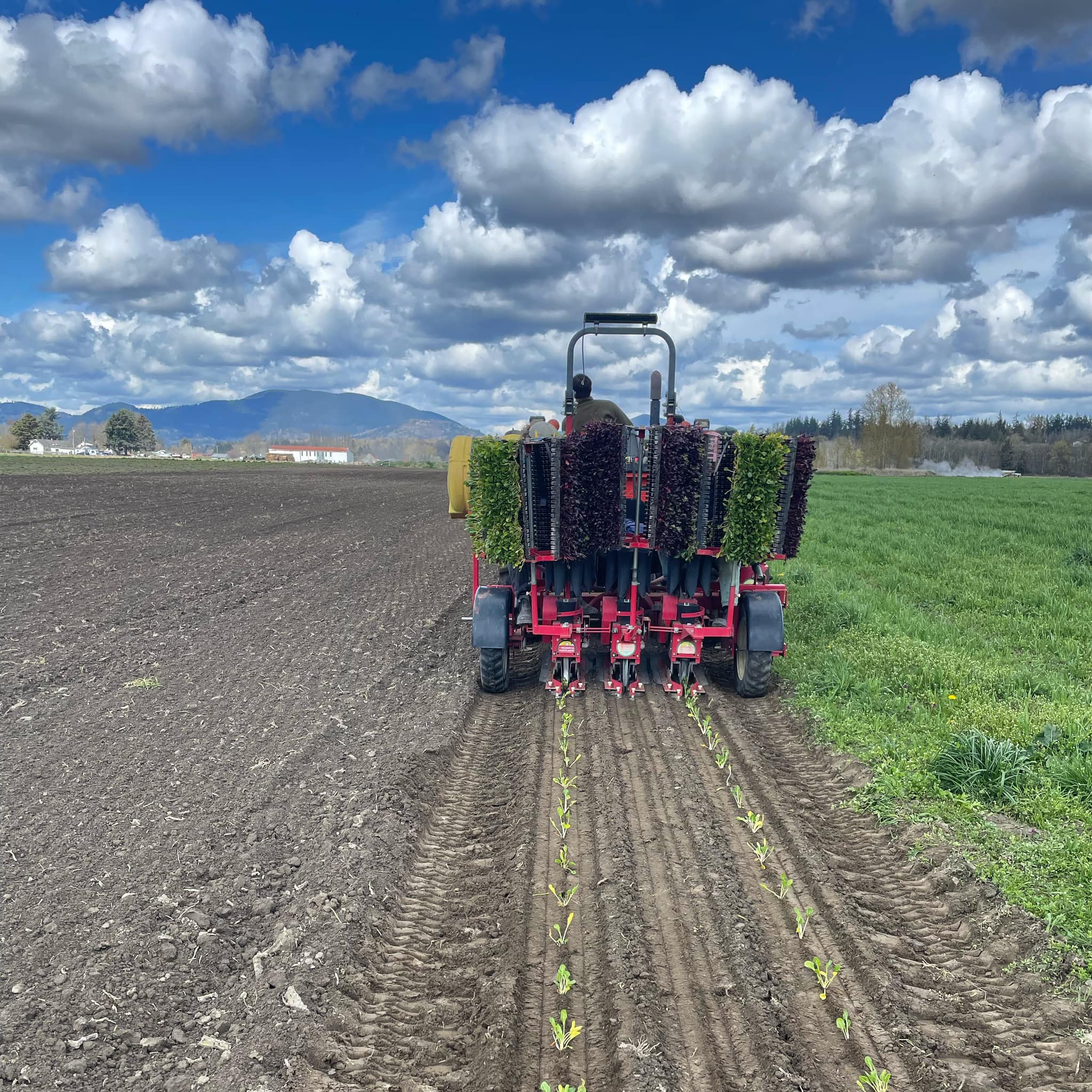Spring planting at Boldly Grown Farm in Bow, WA