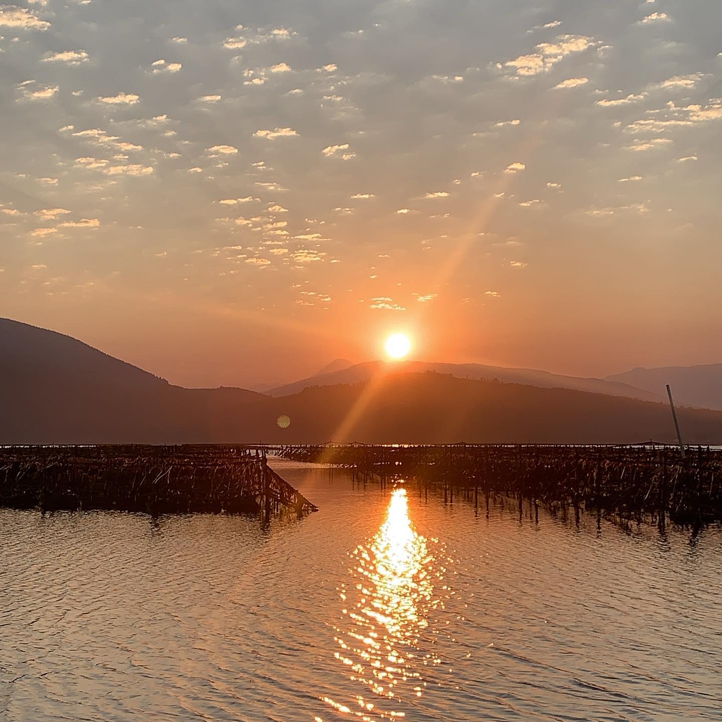 You just can't beat a Samish Bay sunrise! A lovely morning view standing from Salty "C" Seafood oyster beds looking toward fellow shellfish neighbors at Penn Cove Shellfish. Photo courtesy of Salty "C" Seafood.