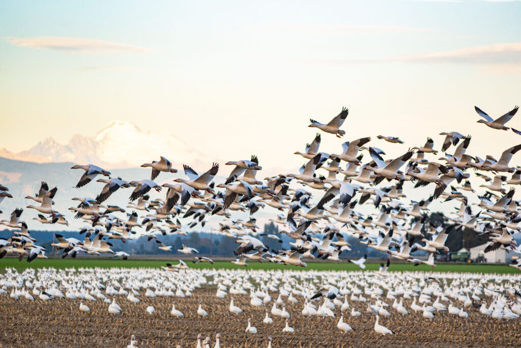 A flock of Snow Geese in the Skagit Valley.