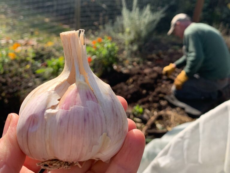 Beautiful garlic grown thanks to the Garden Mentors® program. Photo credit: Garden Mentors®