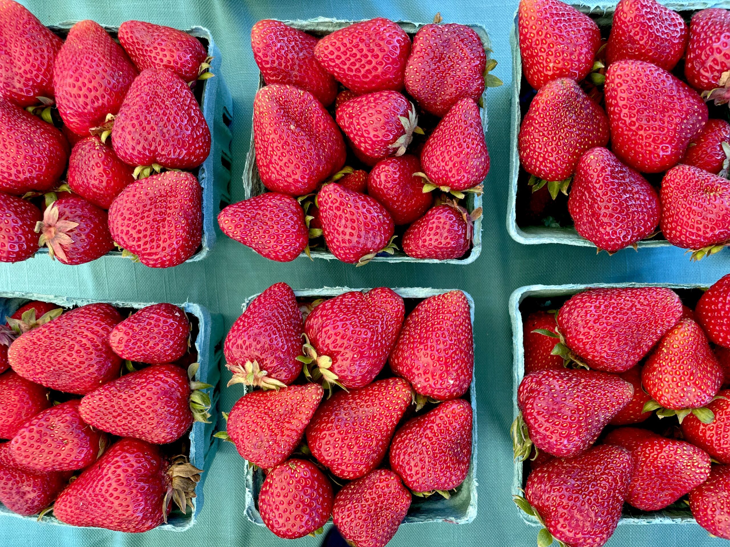 Organic strawberries at Waxwing Farm in the Skagit Valley, Washington