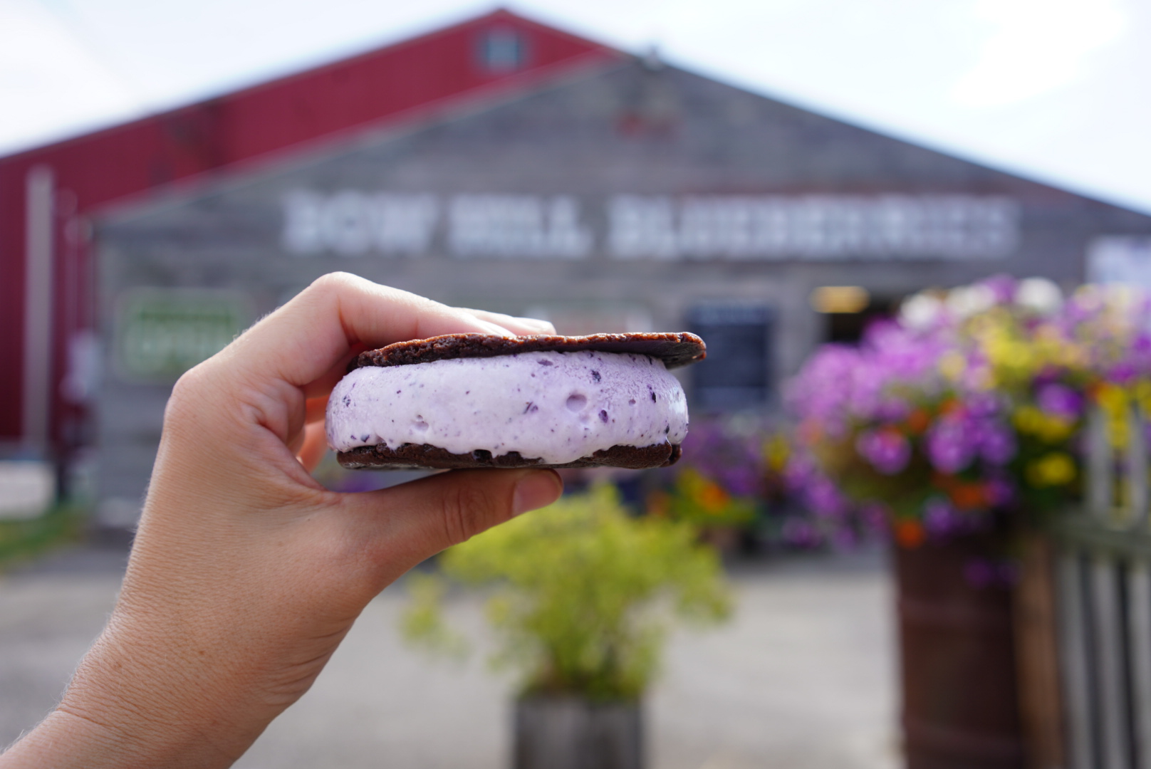 Bow Hill Blueberries farm store with ice cream sandwich