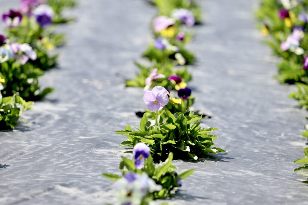 The Crows Farm_Skagit Flower Farm Tour and Tasting