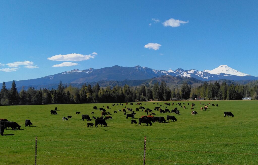 Pasture at Double O Ranch