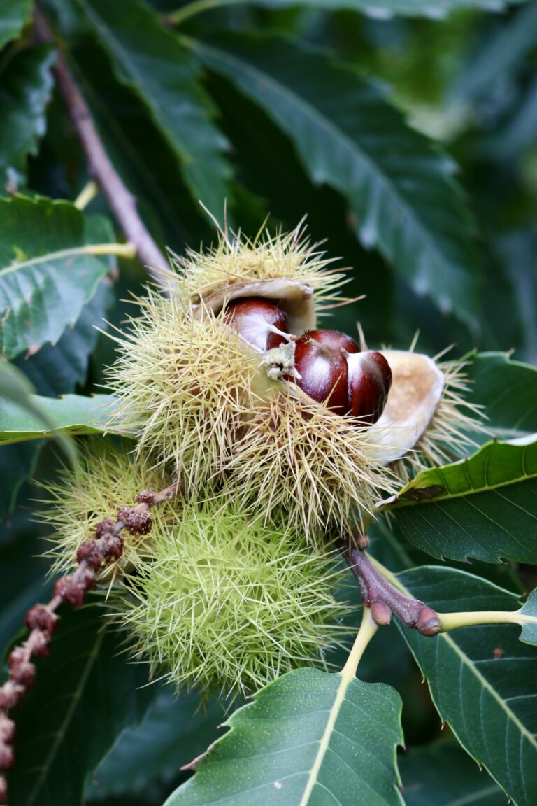 Orchard Fruits of the Skagit Valley