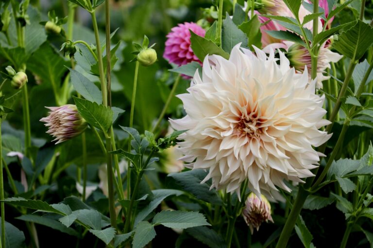 Skagit Flower Farm Tour & Tasting