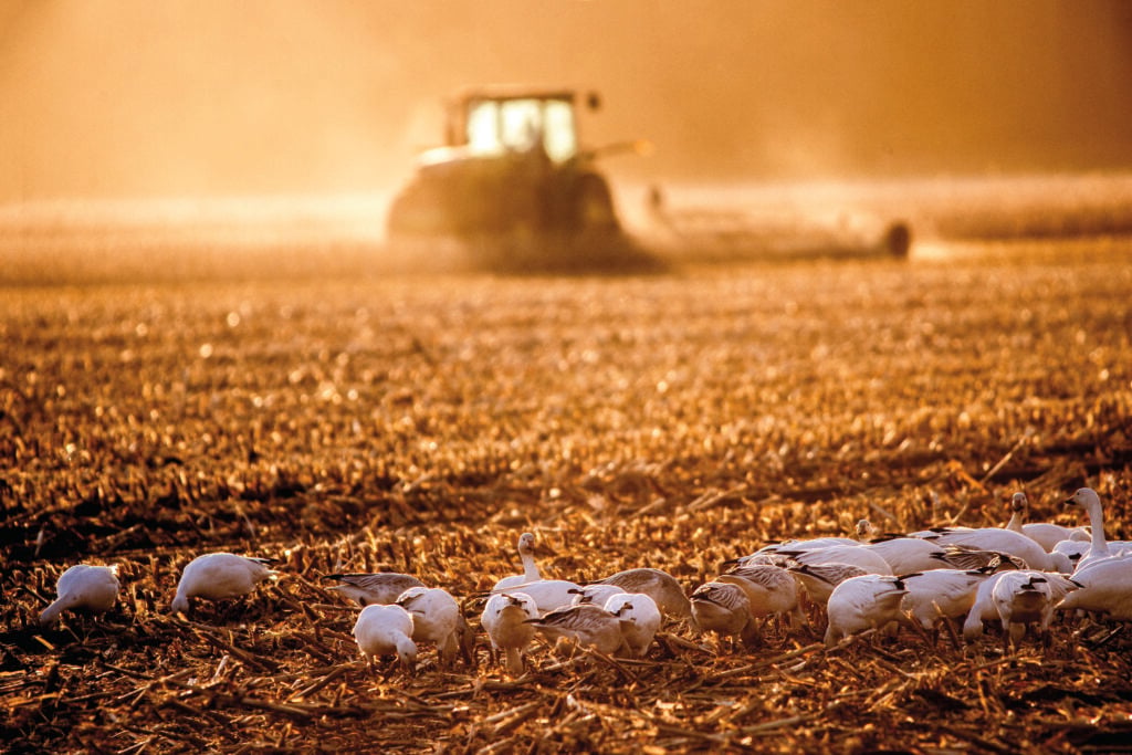 Autumn in the Skagit Valley_fields of snow geese and tractor_Cedarbrook Studio