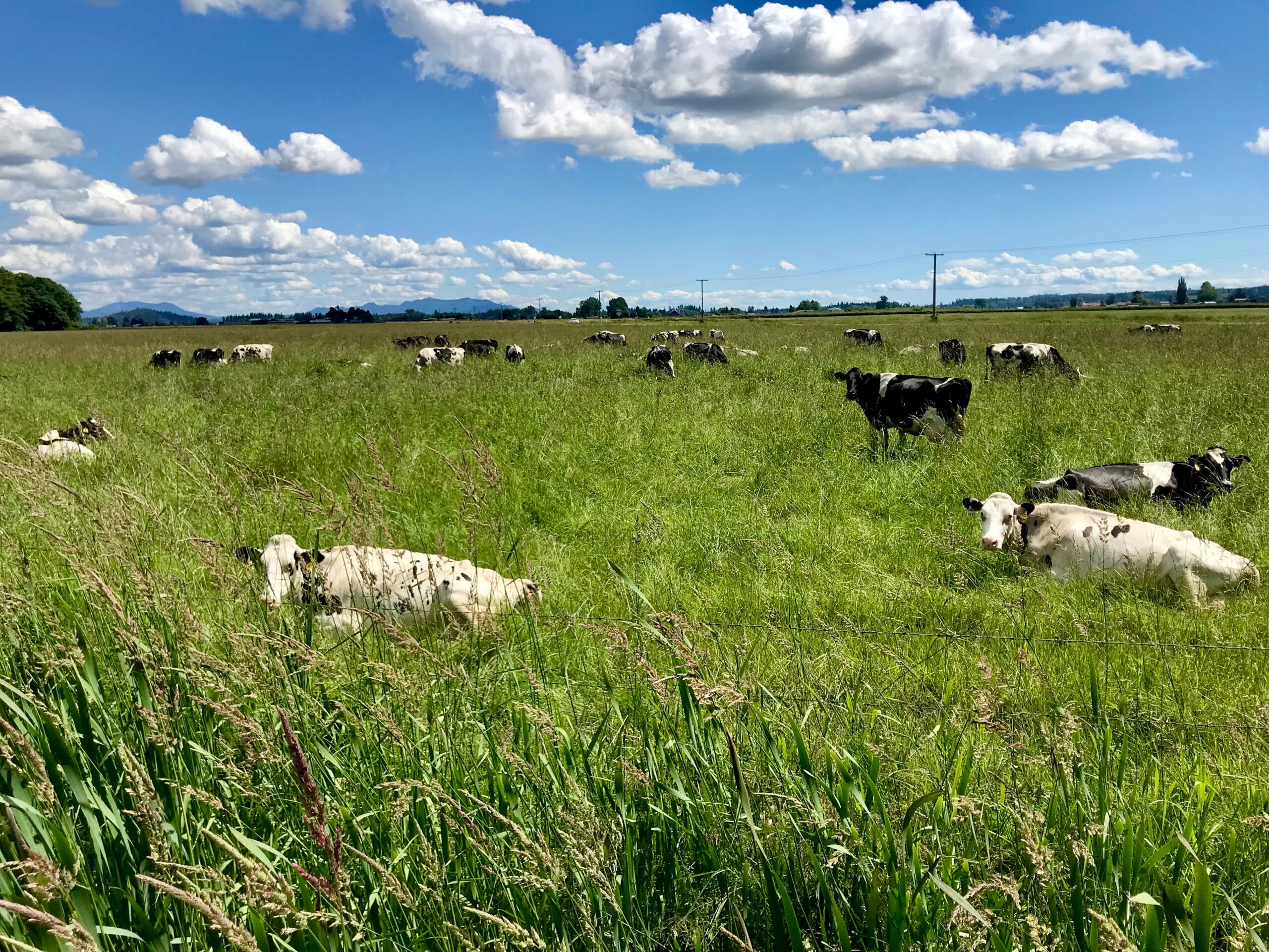Diary cows in pasture at Wesen Farms