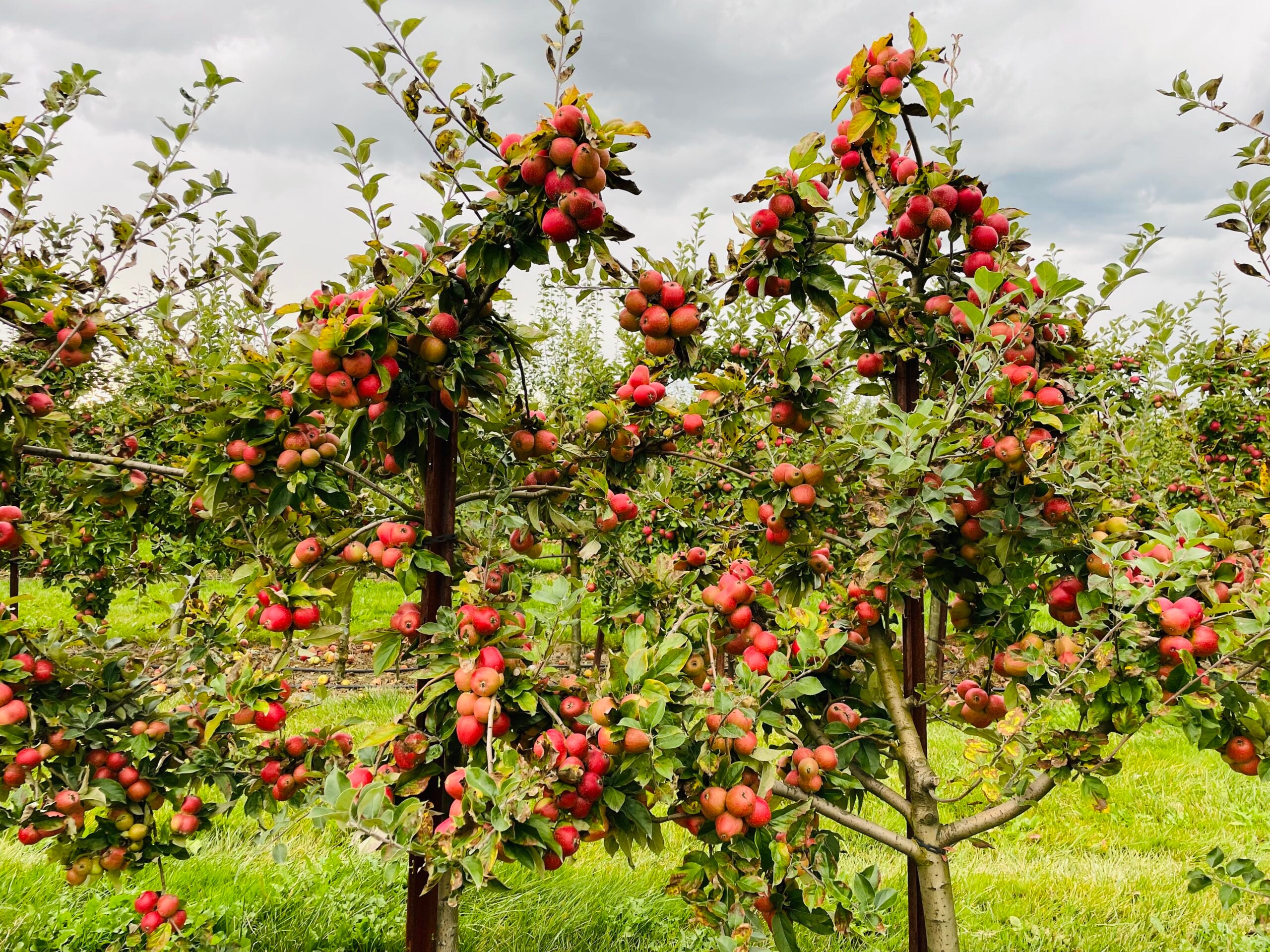 Cider apples growing at WSU apple orchard
